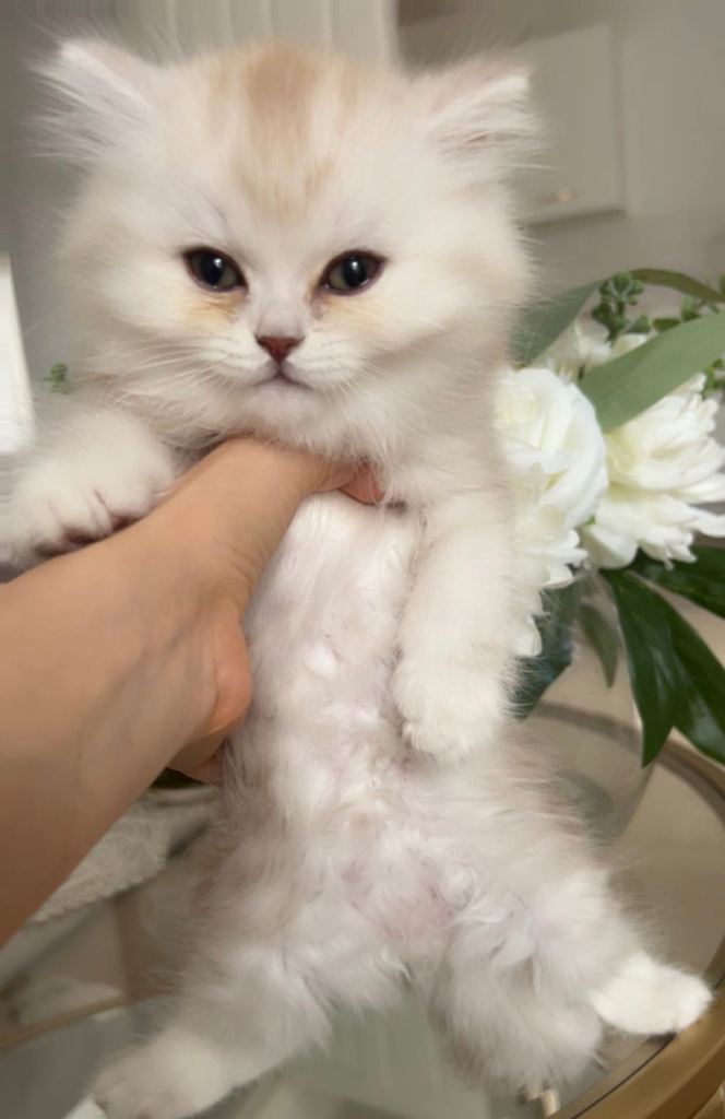 British short hair kittens 3 females 1 male 