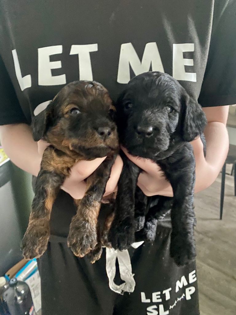 Cockapoo puppies