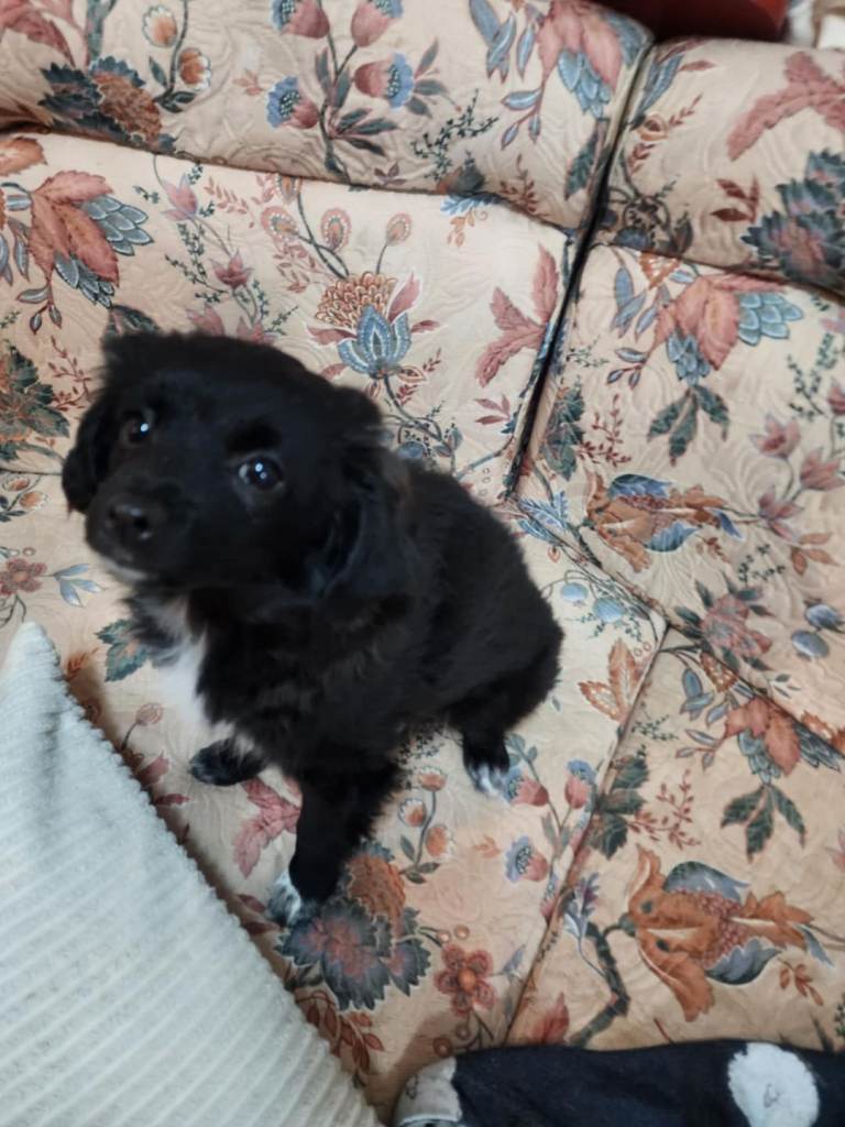 Furry puppies looking for new home 