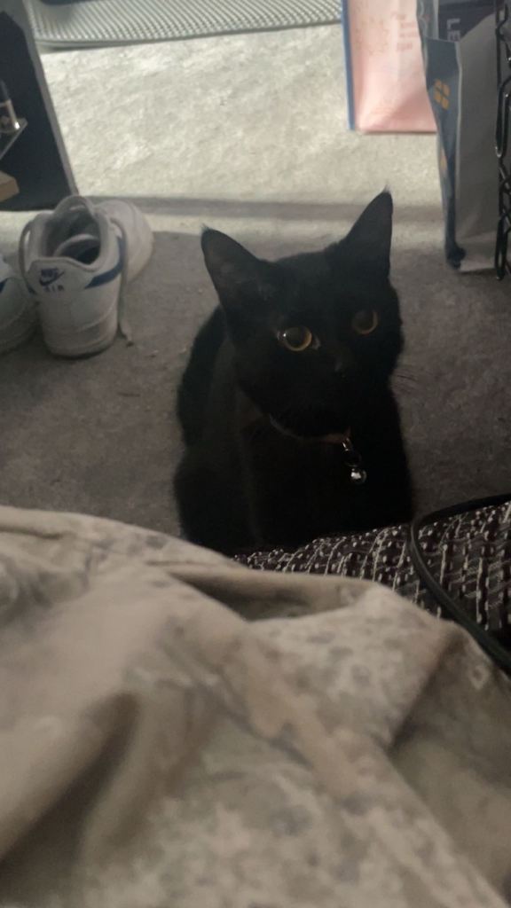 1 year old cat