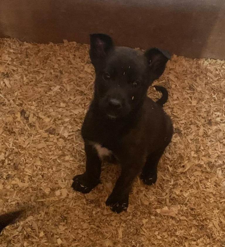 Belgian malinoisx dutch herder