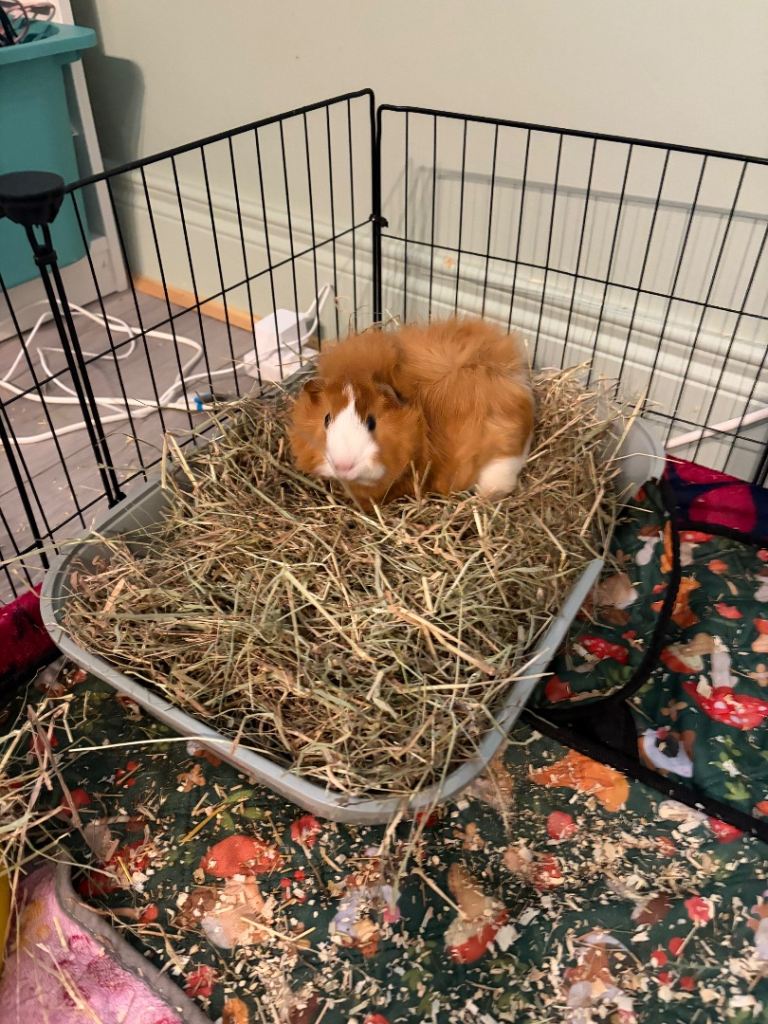 2 Guinea Pigs and accessories for sale 
