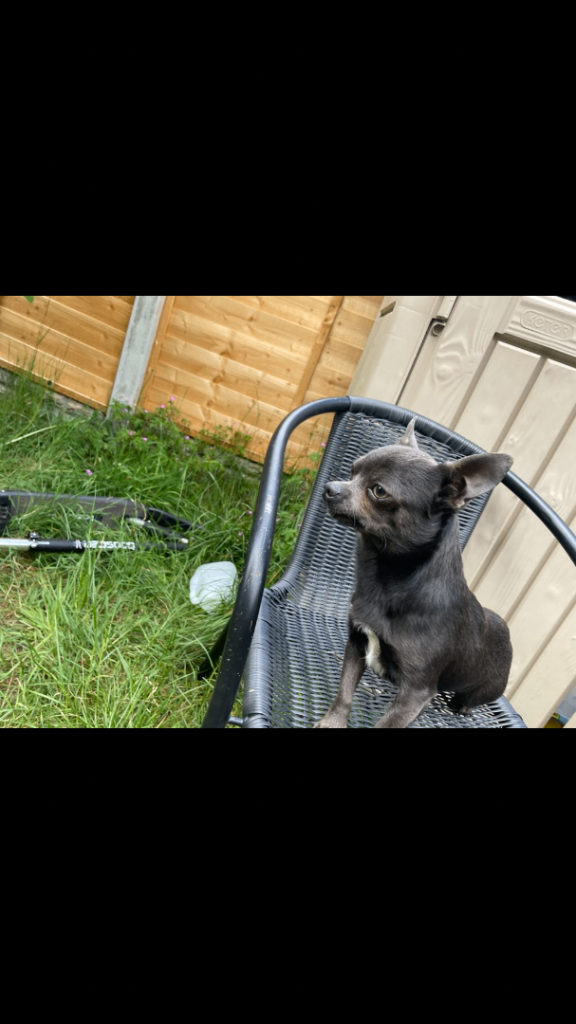  chihuahua 