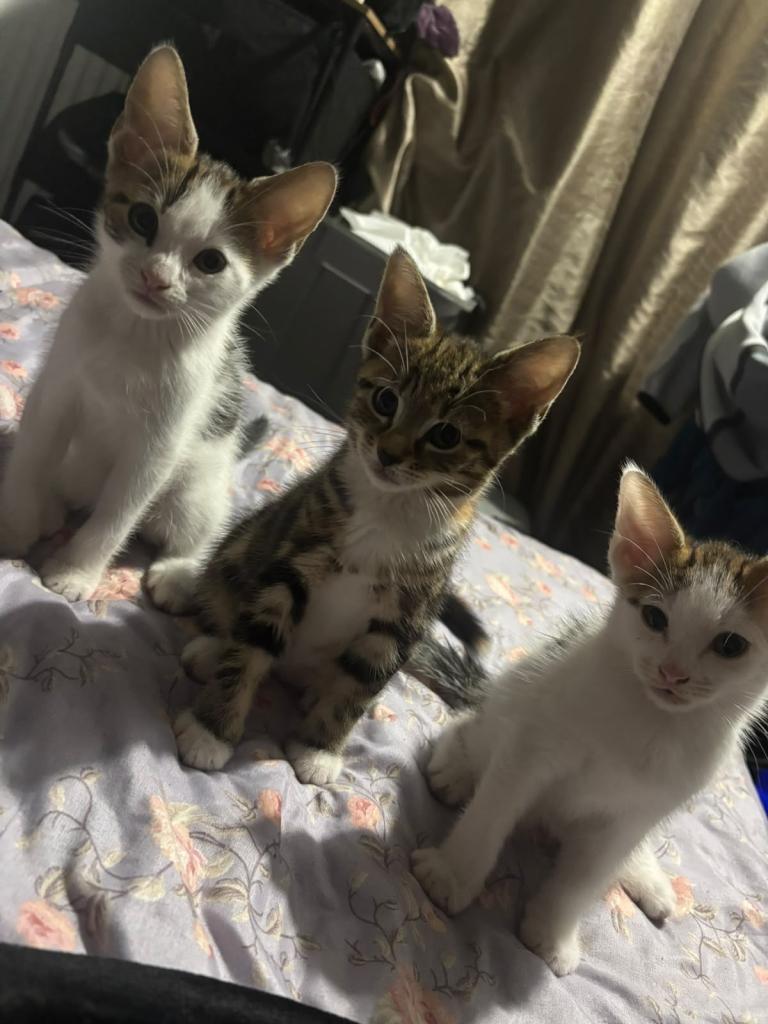 3 10 week old kittens for sale 