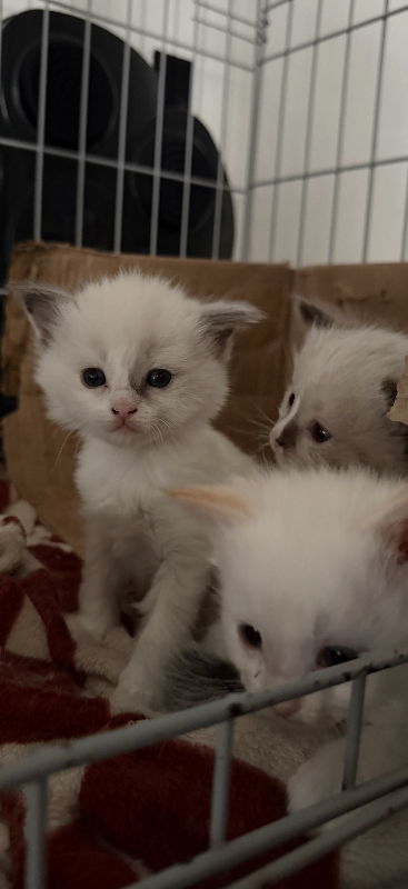 Beautiful 15week old kittens 2 males 2 female 