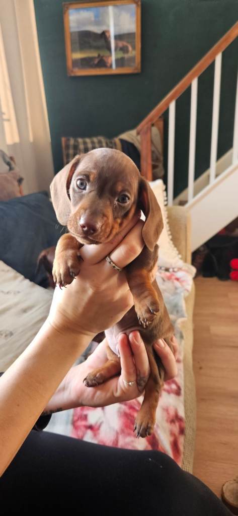 Pedigree Miniature dachshund puppies 