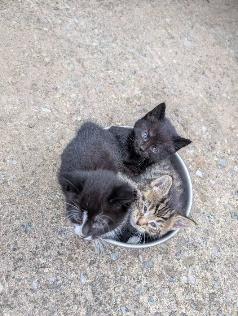Kittens