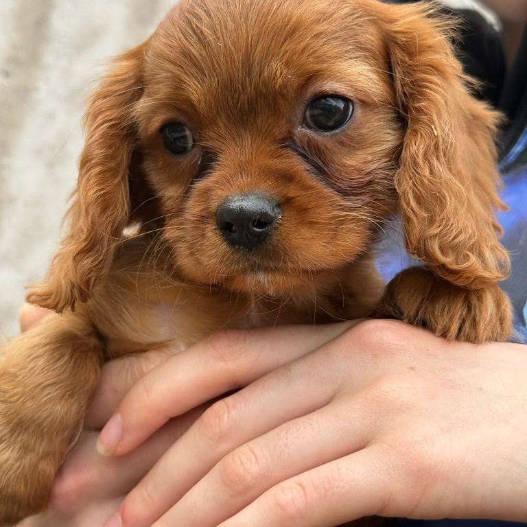 1 male King Charles 