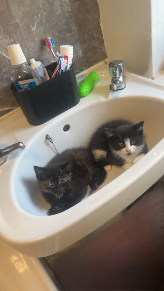 Female&male kittens
