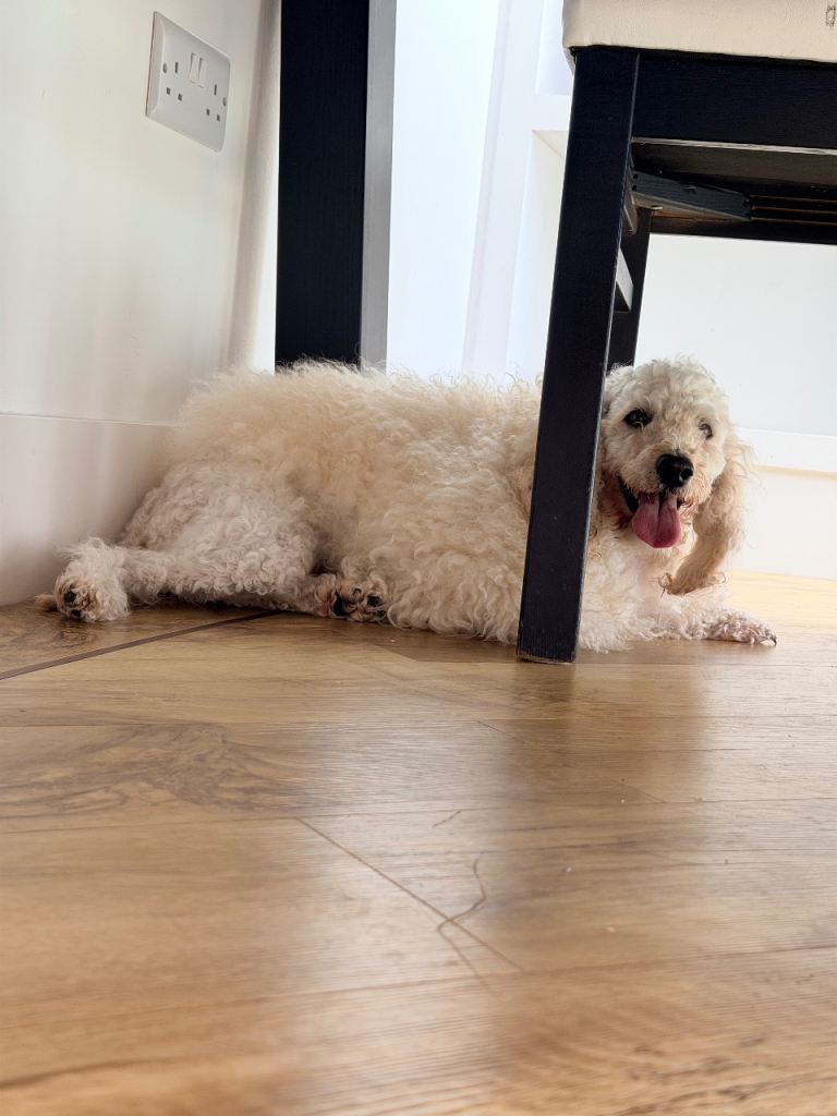 Sweet white poodle for sell