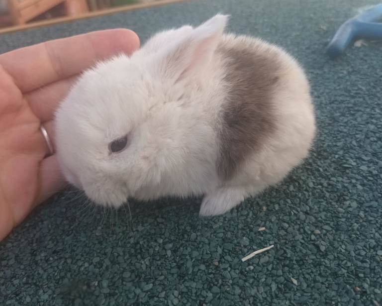 Mini lop babies 