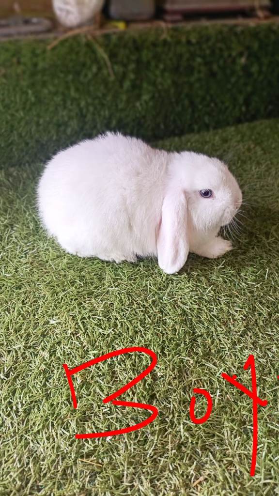 Mini lops 