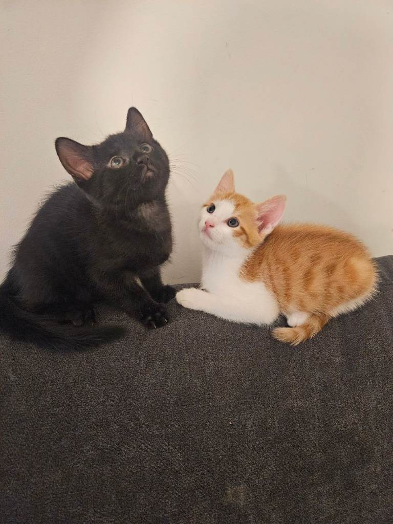 black male kitten