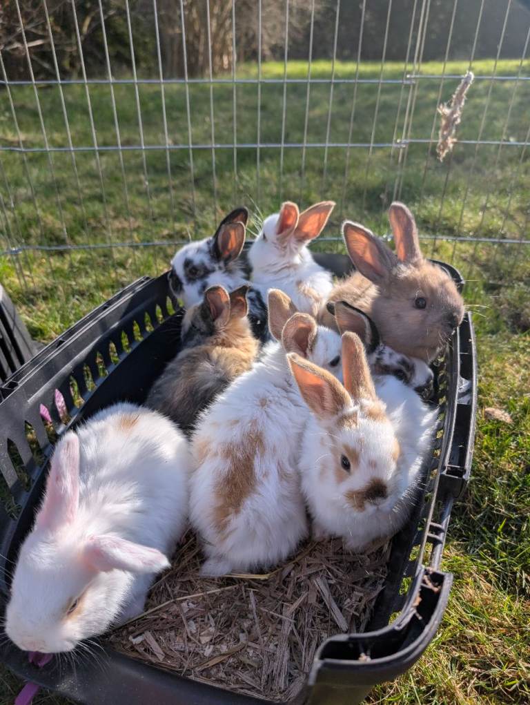 8 Gorgeous Dwarf Lop Ear bunnies for sale!