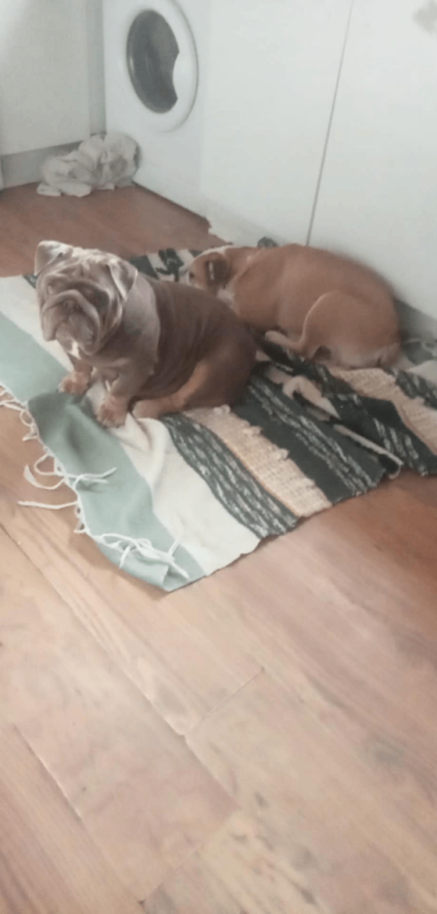 British female bulldog