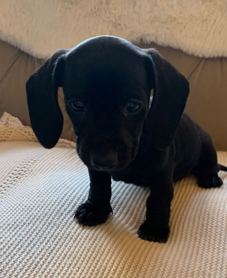 Rare  miniature black dachshund