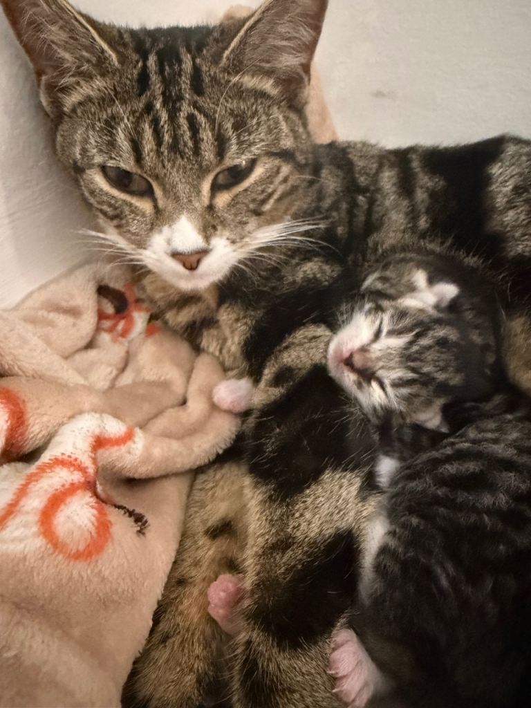 New litter of 3 healthy adorable kittens 