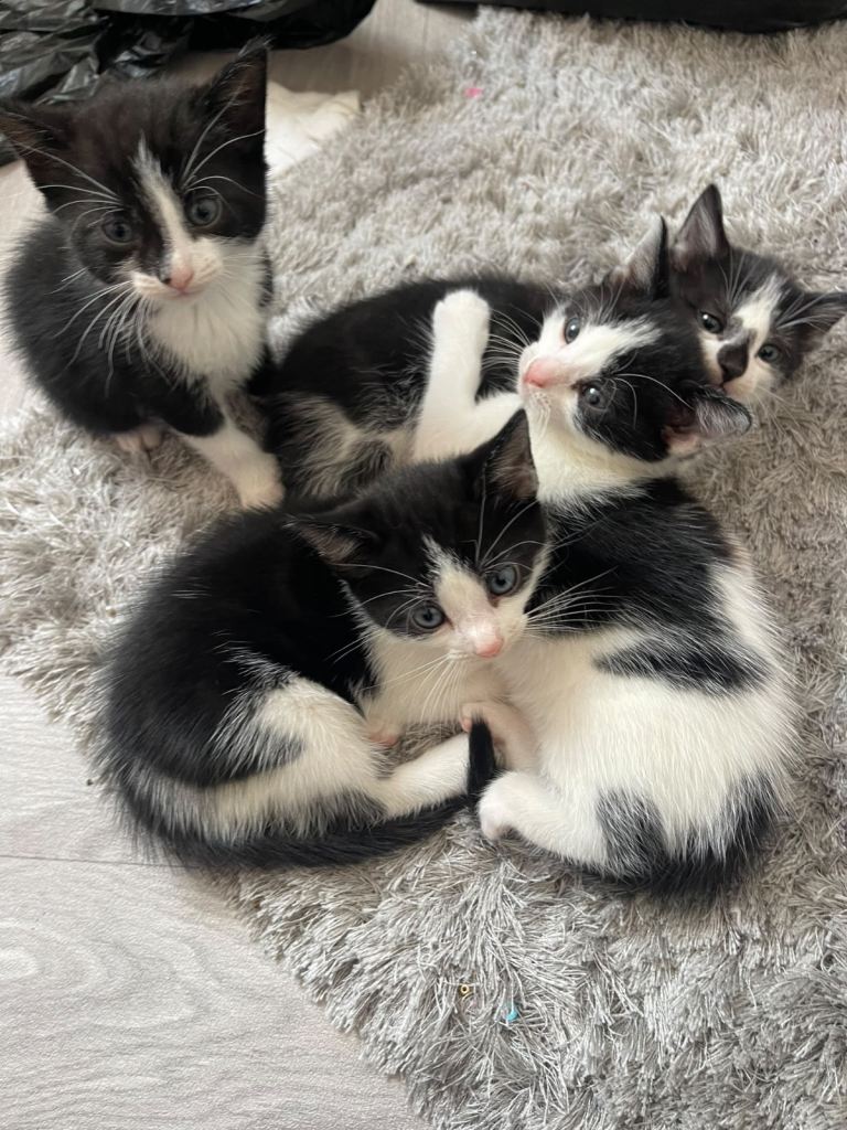 Adorable Black and White Kittens