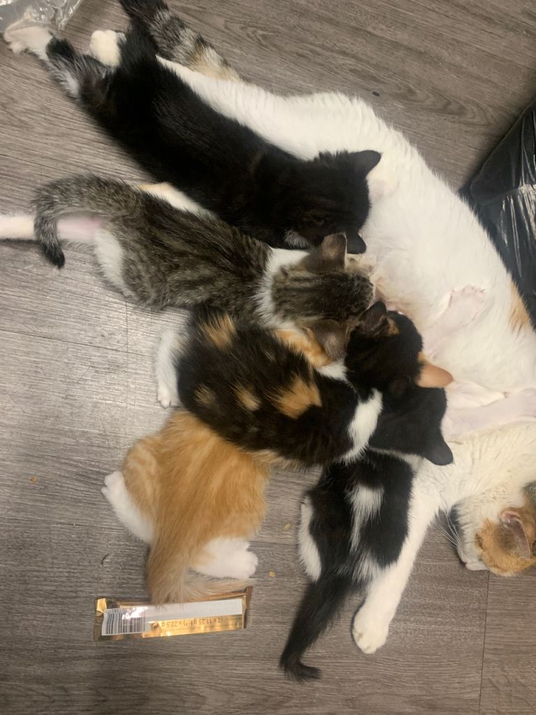 3 beautiful kittens left 