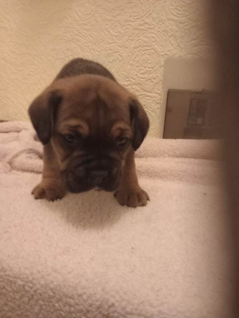 Boxer x Ridgeback pups