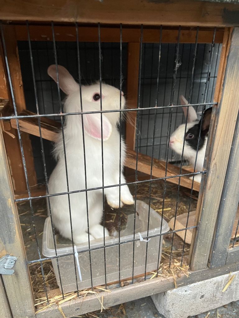 Rabbit 
