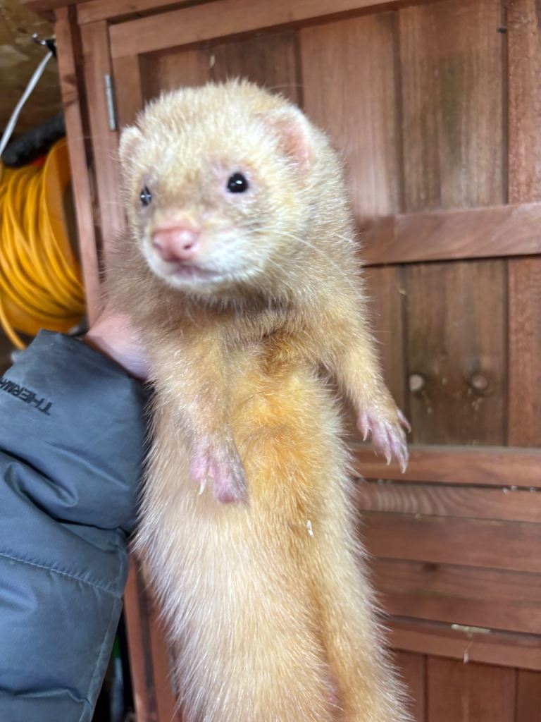 Ferrets for sale 