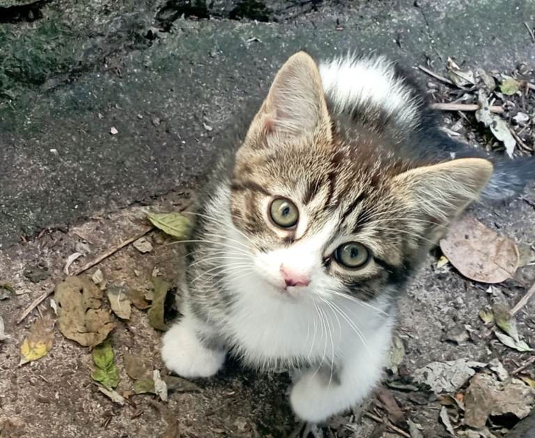 Beautiful Girl Kitten