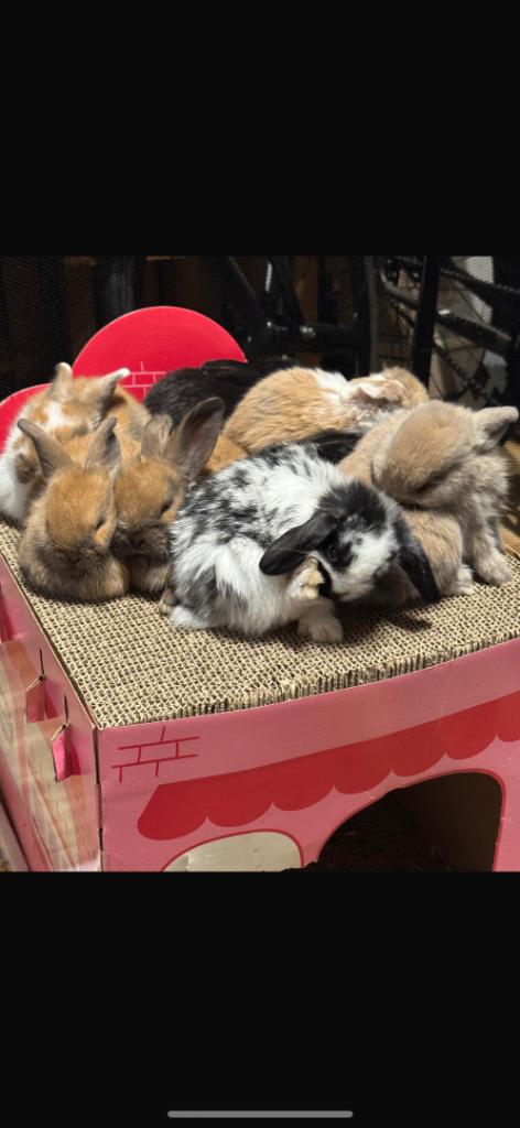 8 Beautiful Mini Lop Bunnies - Mixed Colours 