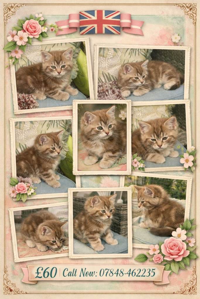 Small kitten for sale
