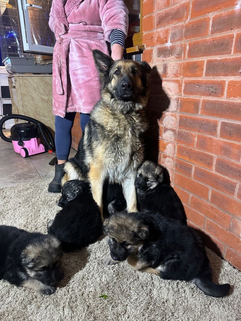 German shepherds puppies 