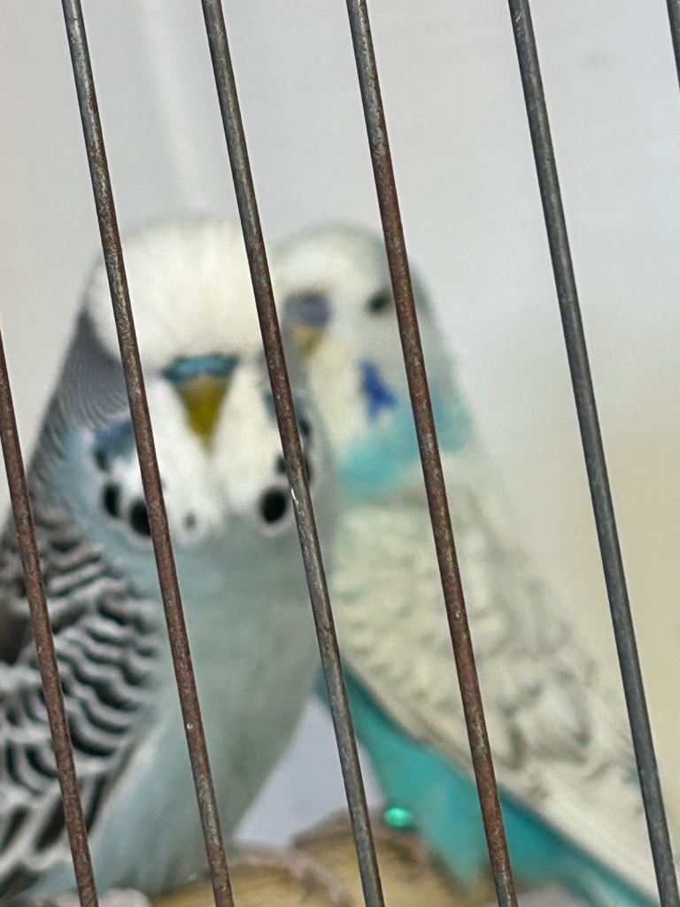 Budgies
