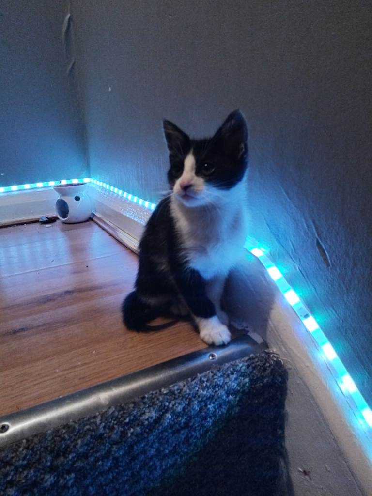 Black and white kitten