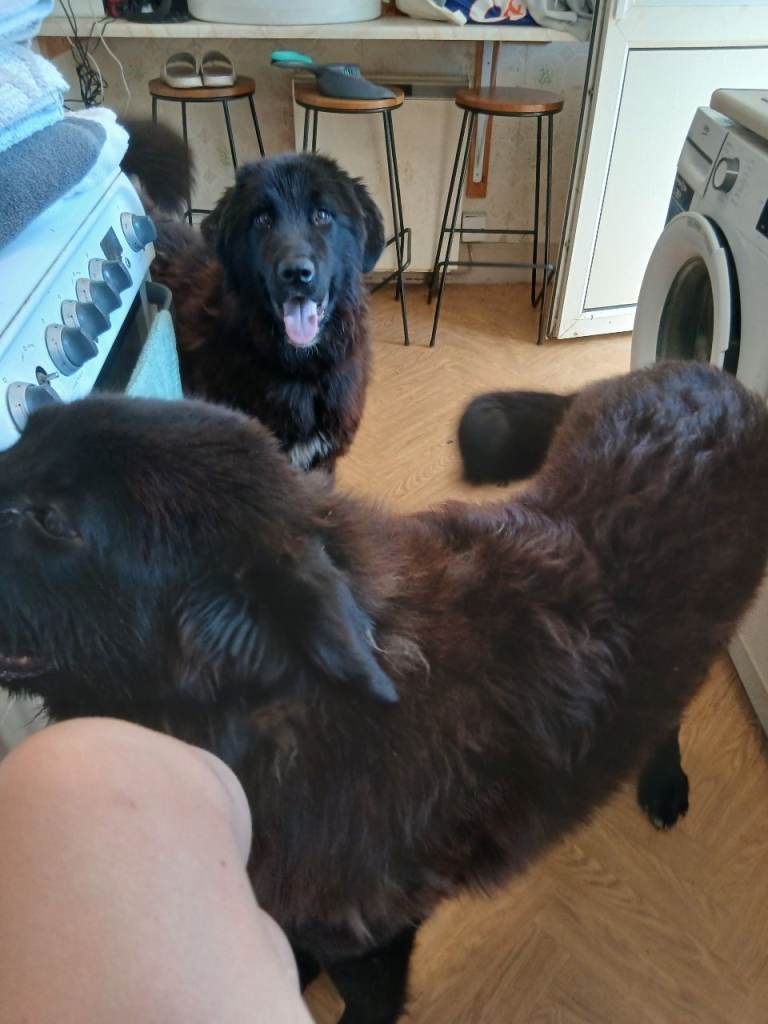 Raven dog | in Royston, Cambridgeshire | Gumtree
