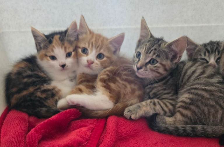 Beautiful mixed litter of kittens ready now!!