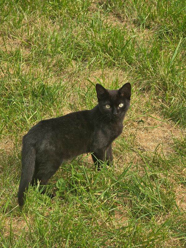 Male Black Kitten 
