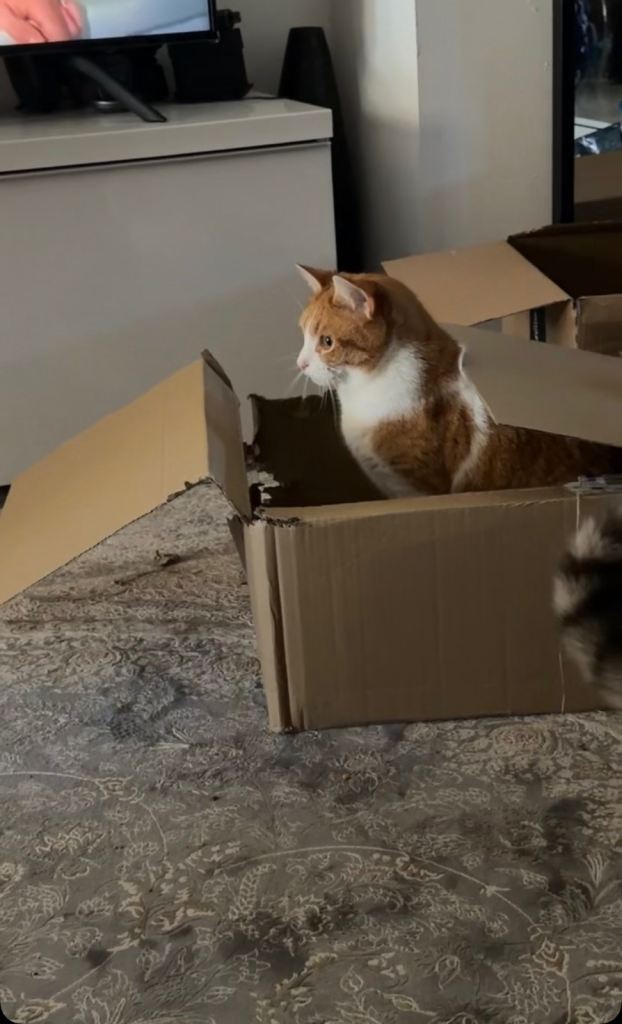 Cats for sale