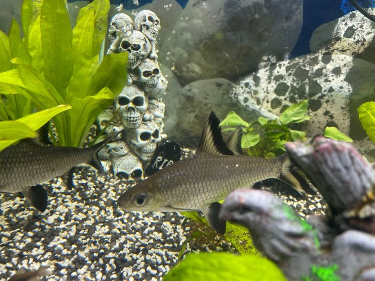  Tropical fish 3 x Bala Silver Shark – 5/6 Inches