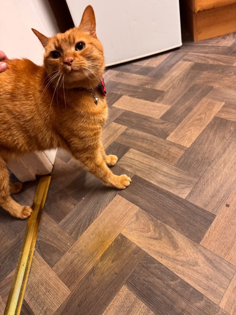 Cat needing a new home