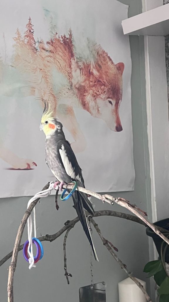 Half Tamed Cockatiel for Sale