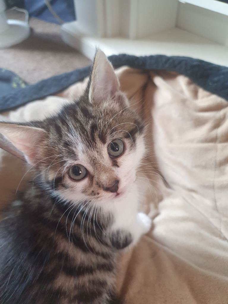 Kittens For Sale