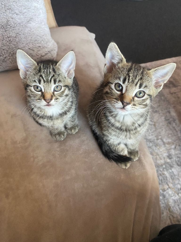 Female Kittens