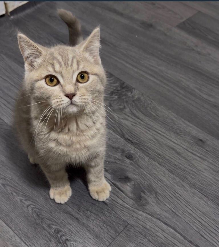 British short hair kittens