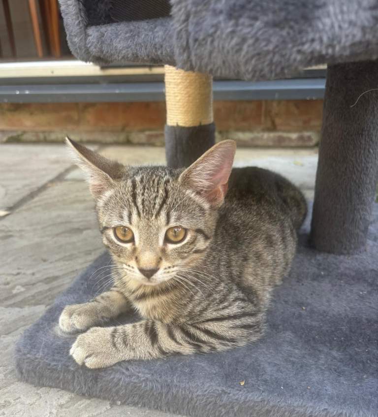 Gorgeous 20 week old kittens for sale - £380 for the pair but will sell on their own