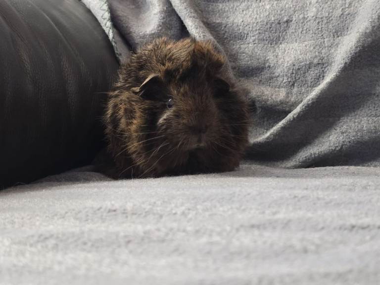Guinea pigs 