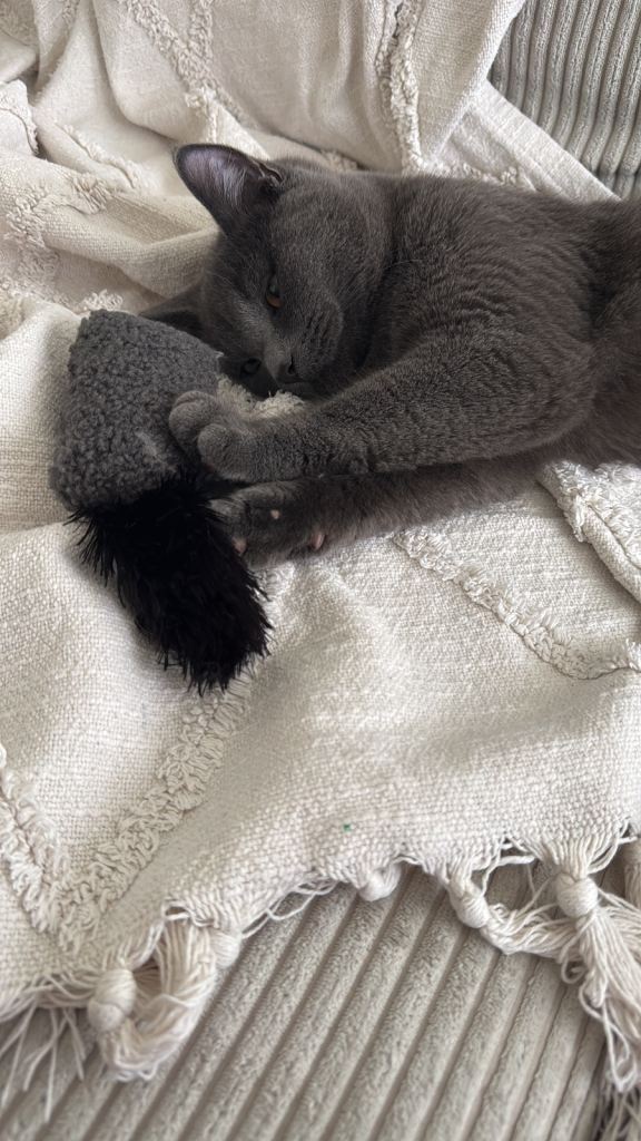 Beautiful Male British Shorthair Male, 8 Months Old, Vaccinated & Neutered