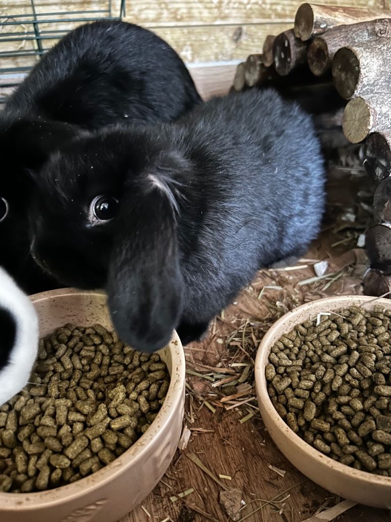 2 mini lop baby girls ready now. 