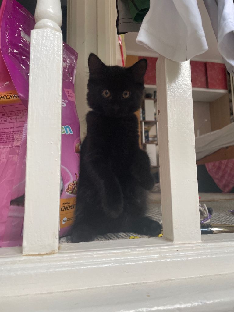 Last black fluffy boy kitten