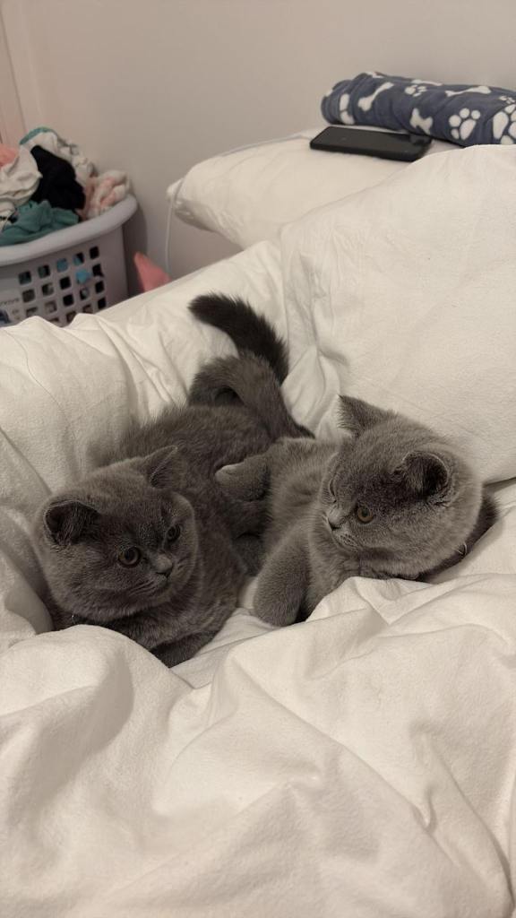 Pure British Shorthair – Bonded Female kittens