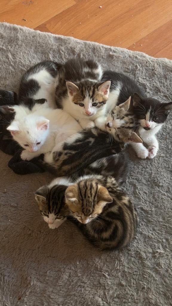 Kittens looking for a loving home 
