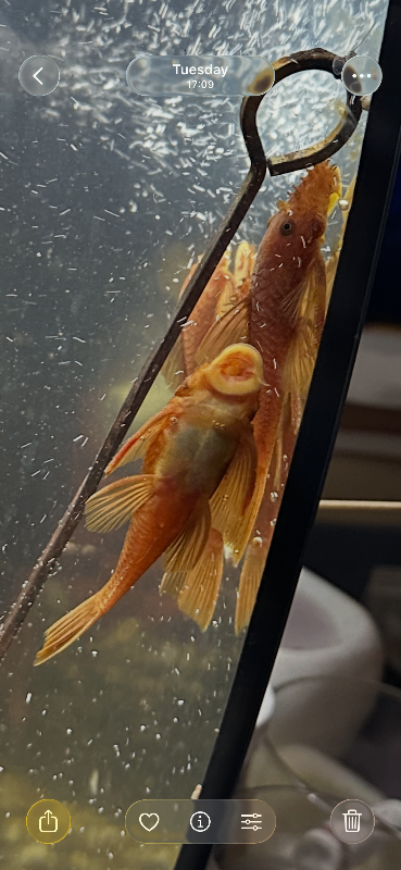 Super Red and Lemon Blue Eye pleco, Clown Loaches, Ornate Bichir 